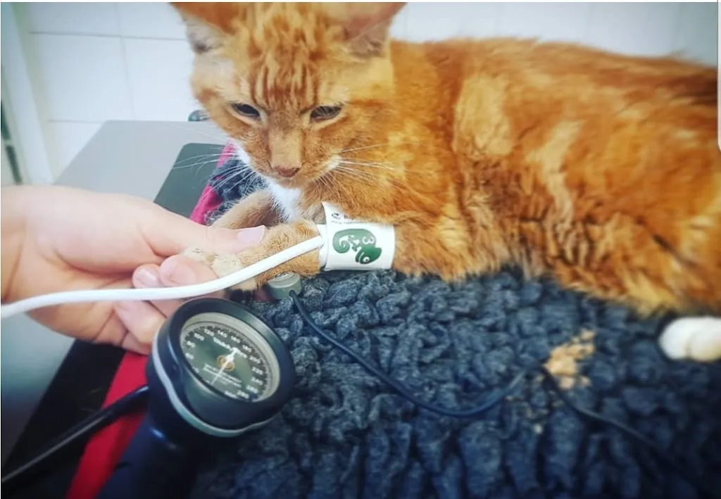 Passey Place Veterinary Surgery