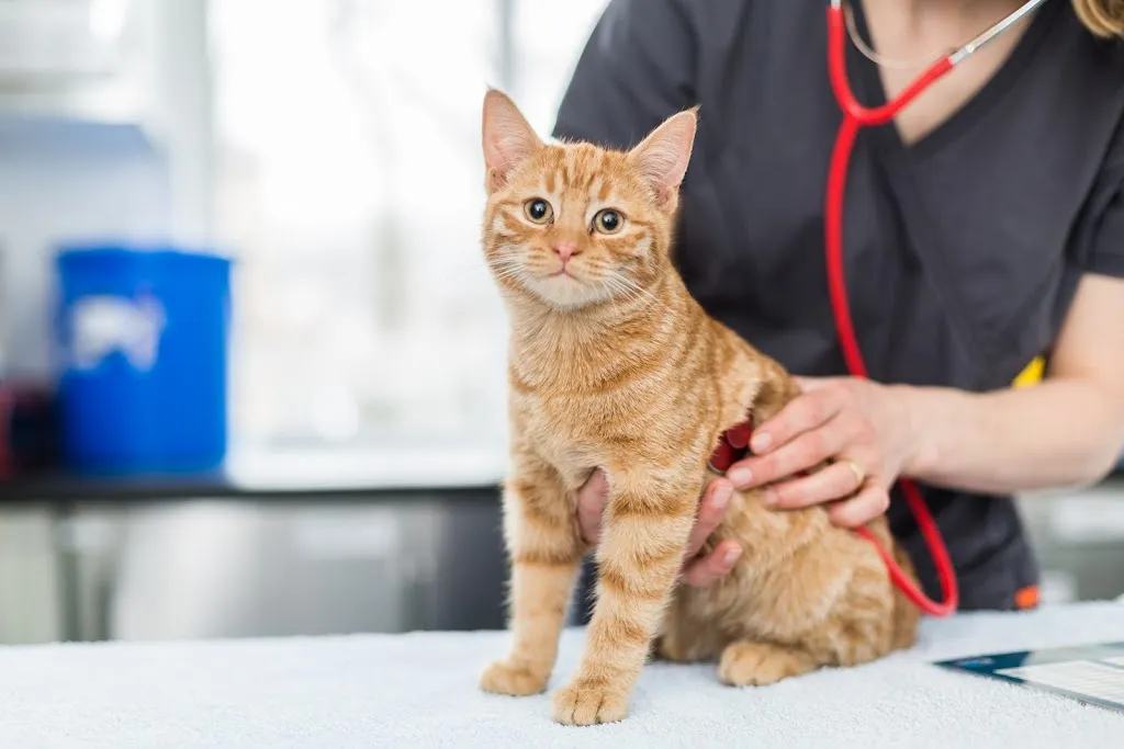 Paxton Veterinary Clinics