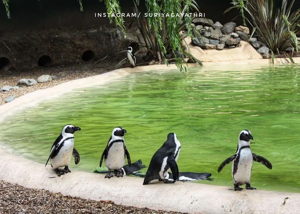 Penguin Beach