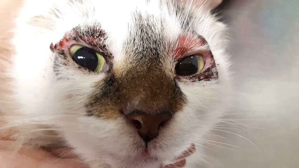 PetSkinDoctors - AniDerm Vets