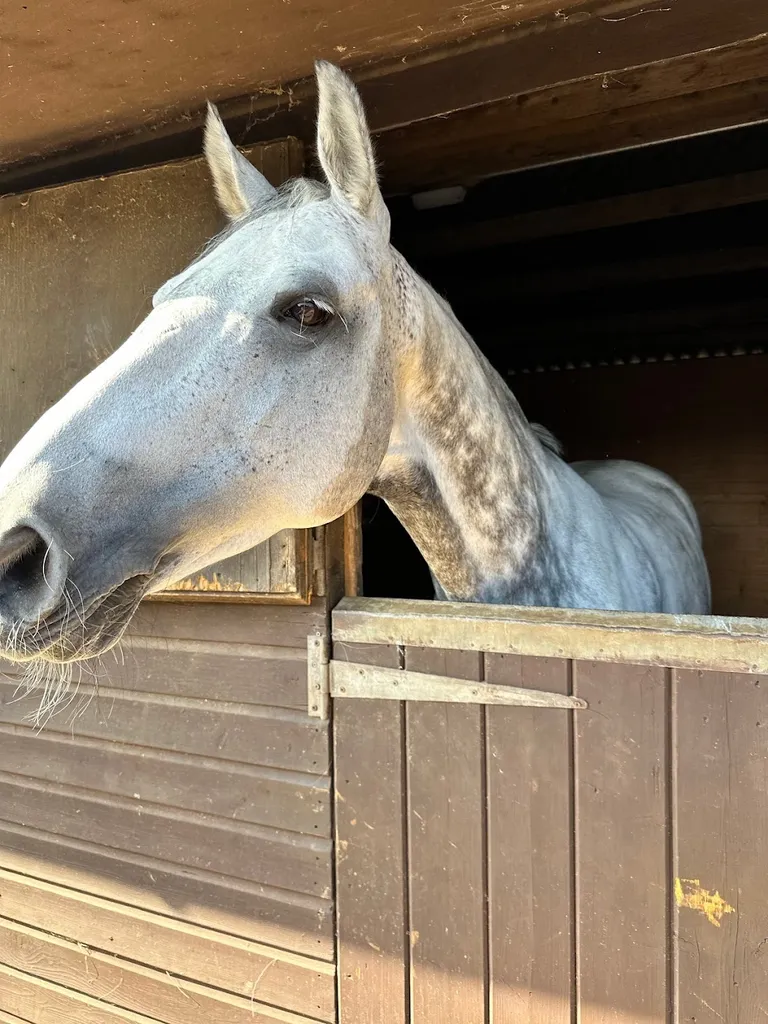 PhysiVet Veterinary Physiotherapy