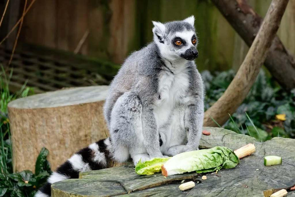 Rainforest Life 1 Rainforest Life