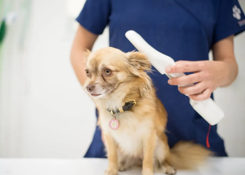 Streatham Hill Veterinary Surgery