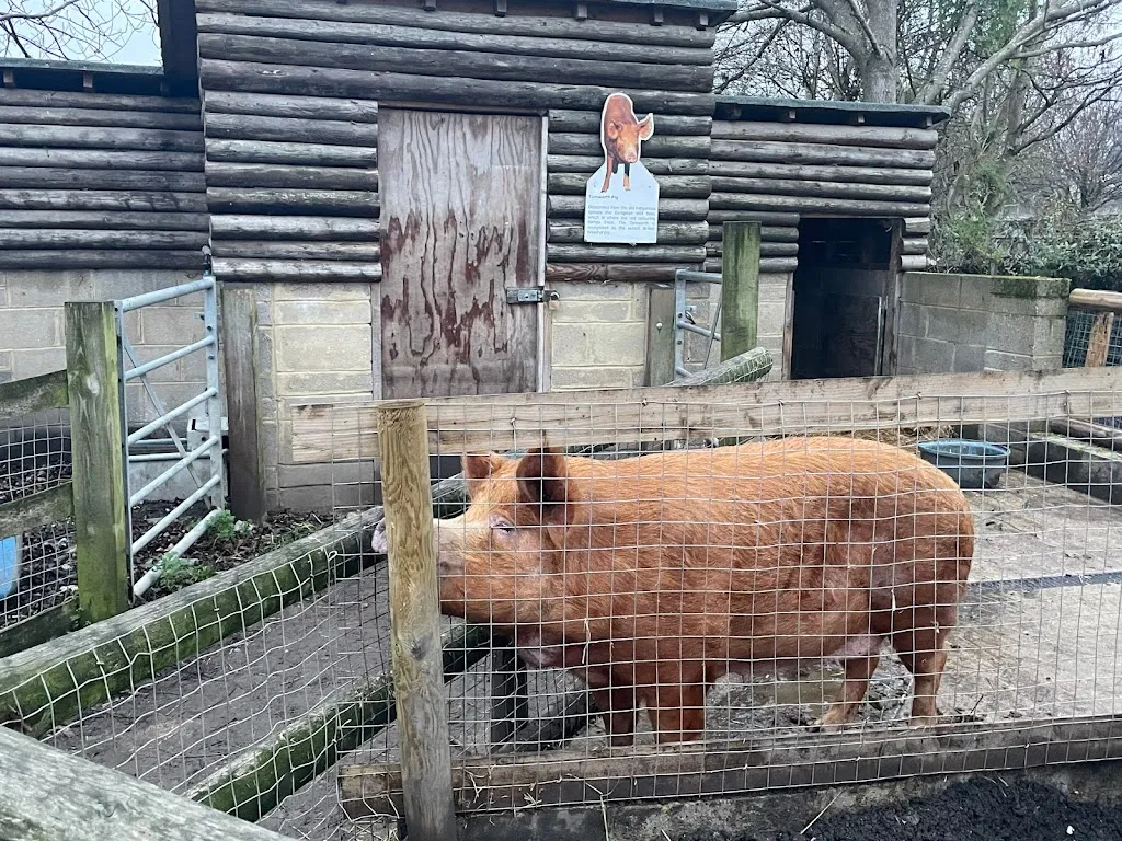 Tamworth Pig
