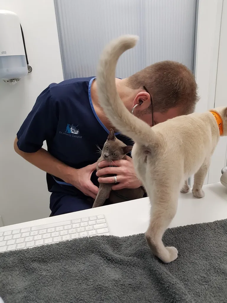 The London Cat Clinic