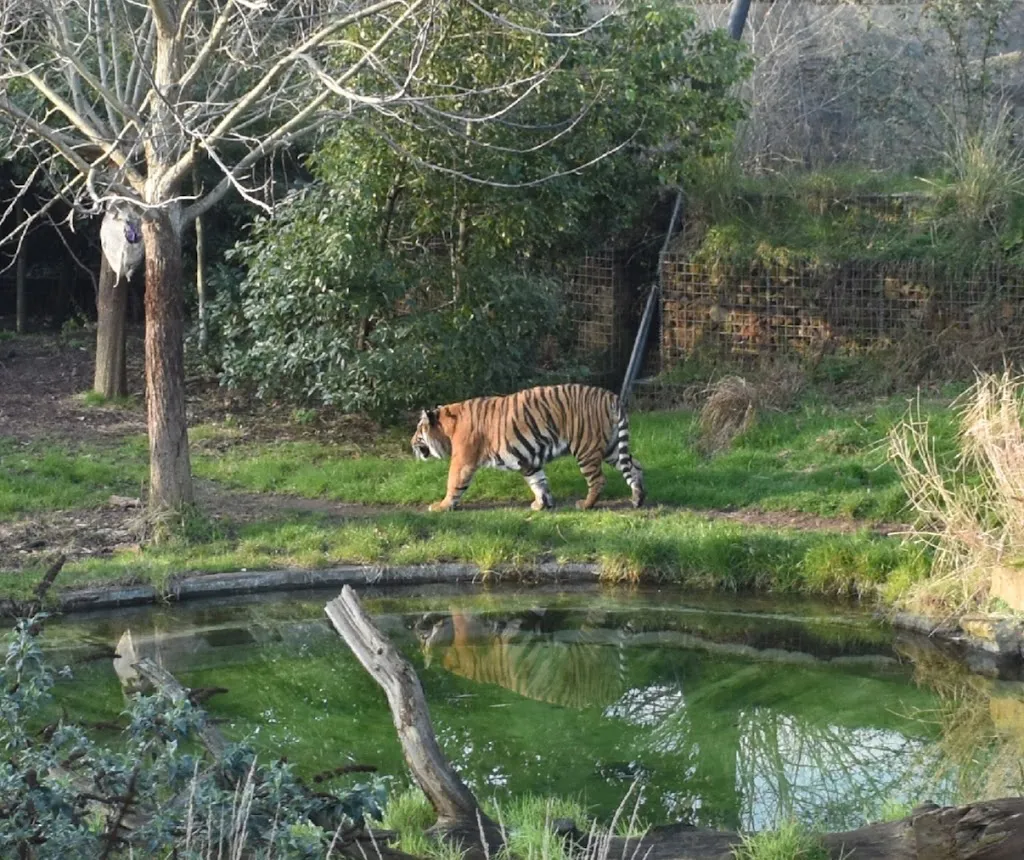 Tiger Territory