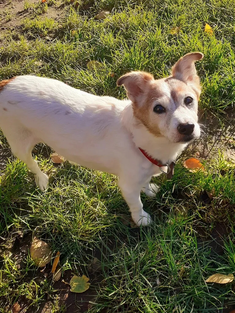 Veteris Shoreditch 24 Hour Animal Hospital & Urgent Care
