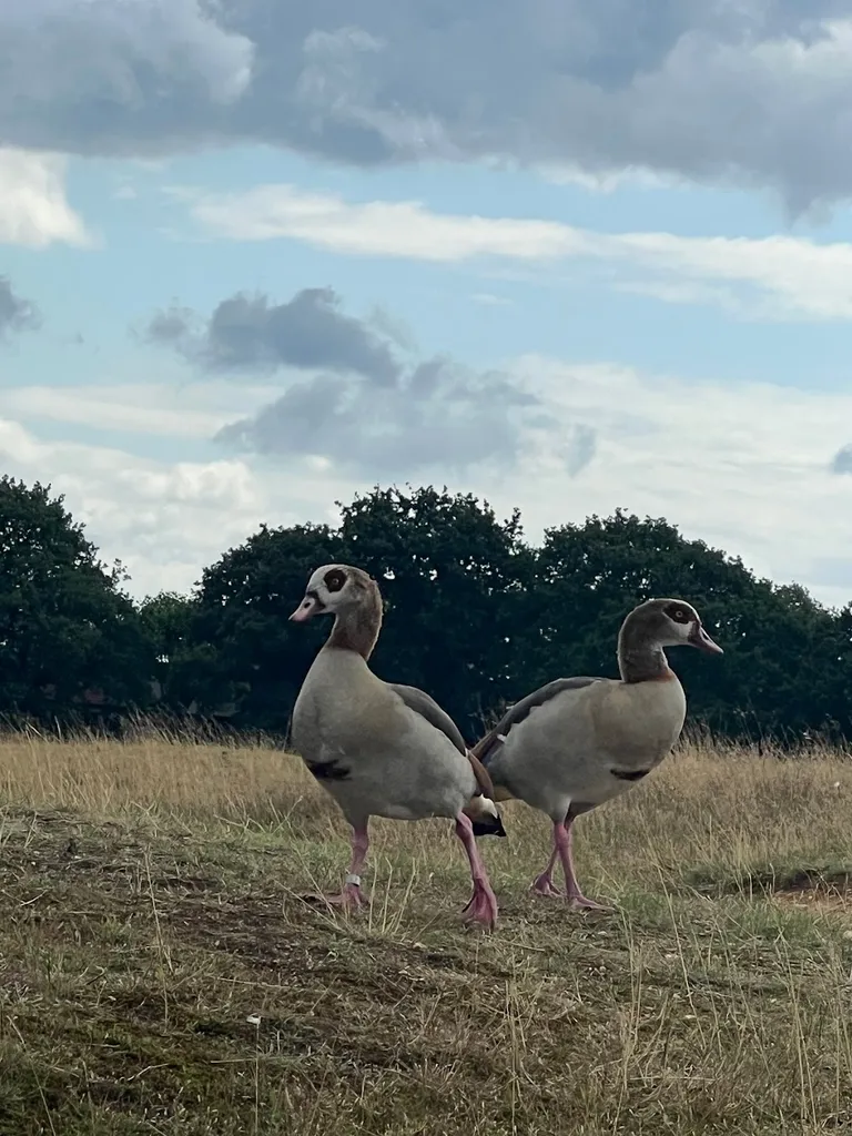 Wanstead Park Avenue (Stop K)