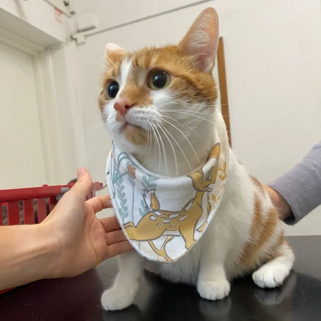 Wimbledon Veterinary Surgery