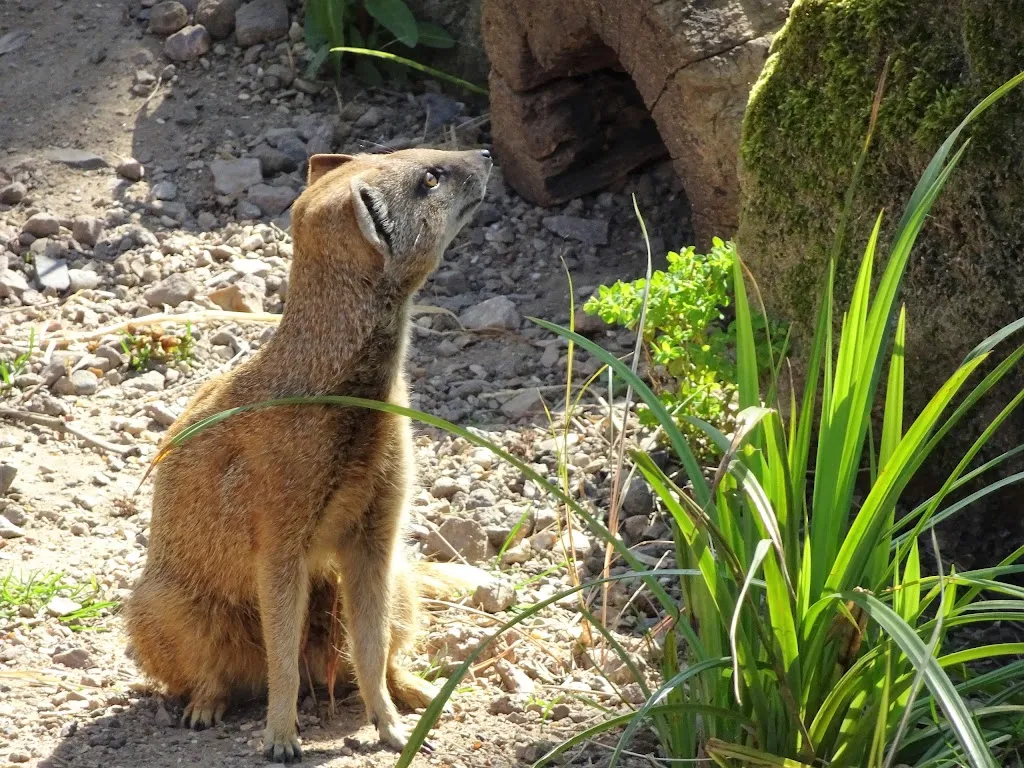 Yellow Mongooses