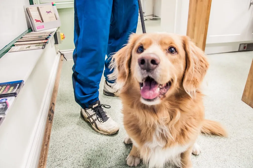 Young Veterinary Partnership, Chiswick