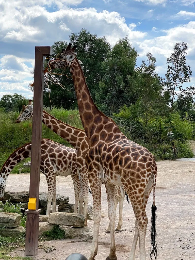 Zufari: Ride into Africa!