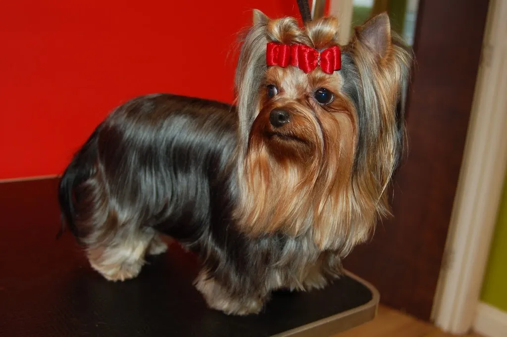 Dog Grooming Rainham Salon-Bona&Beauty