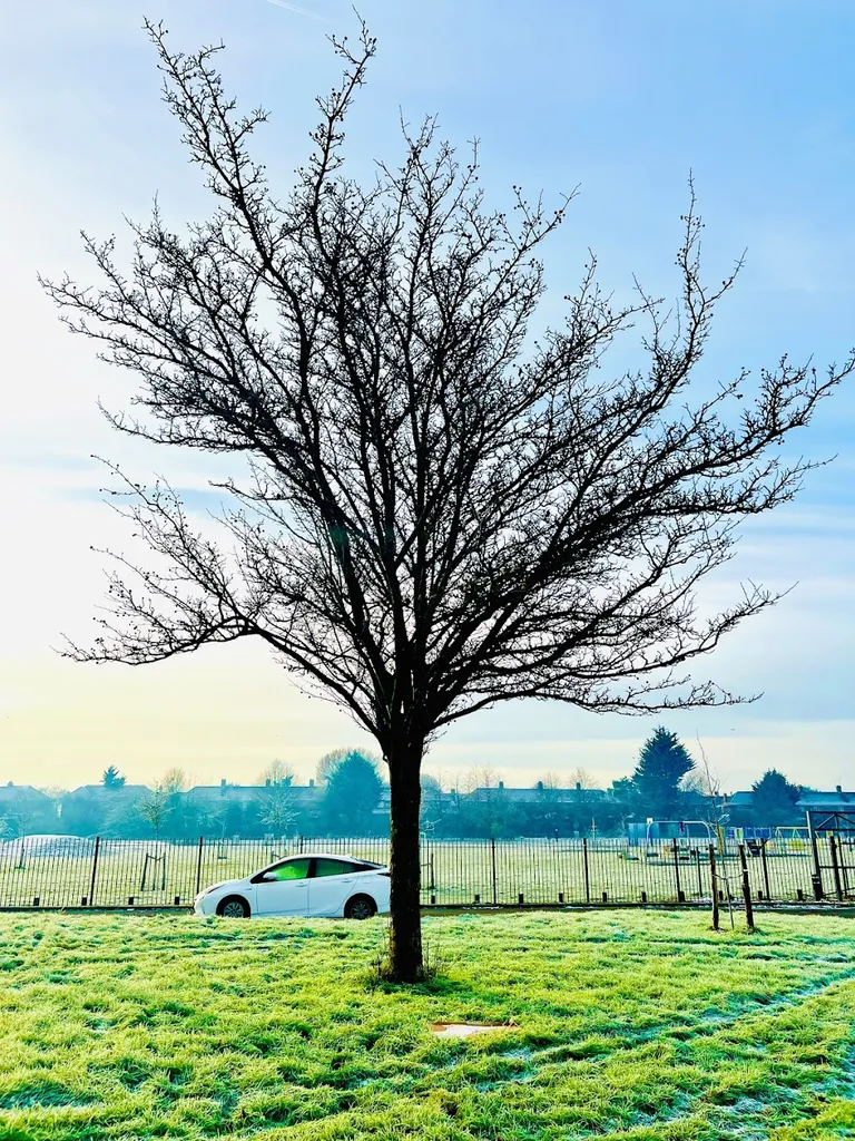 Mulberry Parade