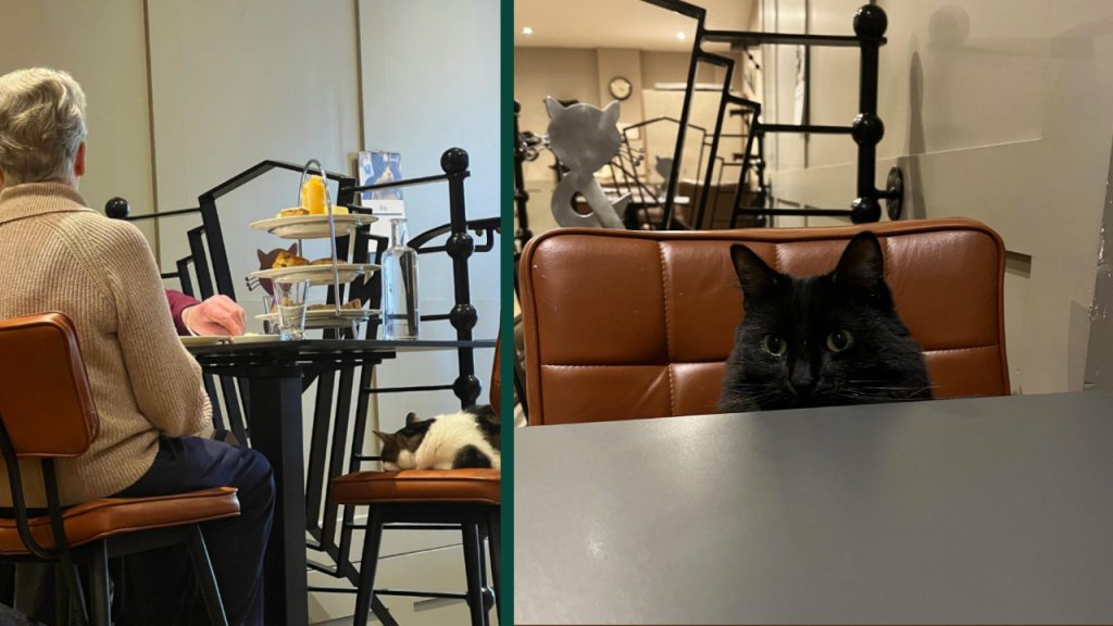 5 Best Cat Cafes in London Purrfect for Cat Lovers