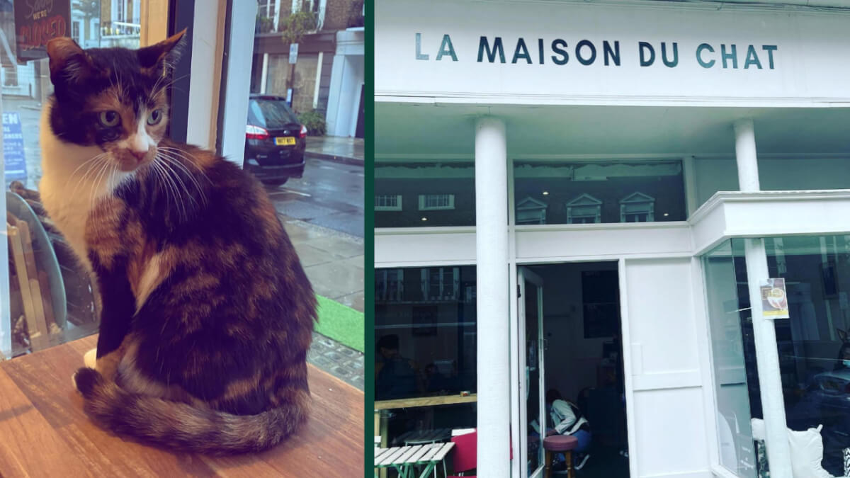 Cat cafe 2