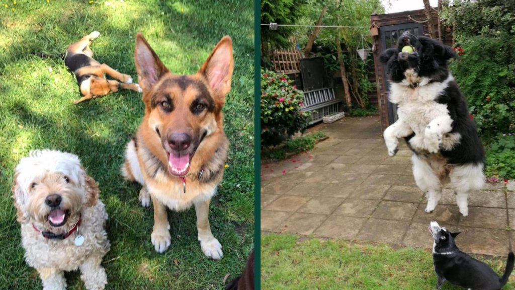 Dog Boarding in London Keep Your Pup Happy & Safe