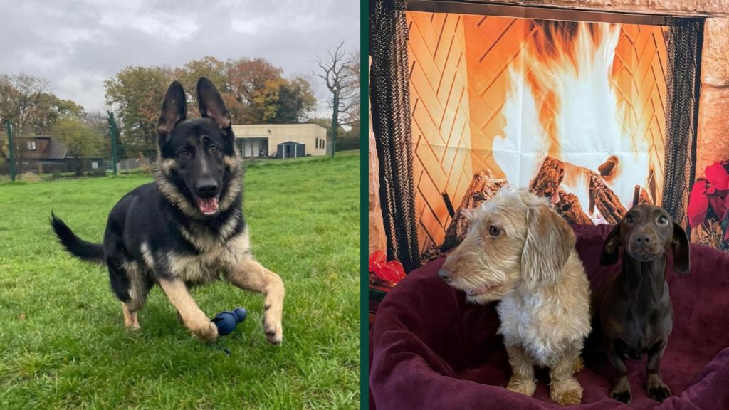 Dog Boarding in London Keep Your Pup Happy & Safe