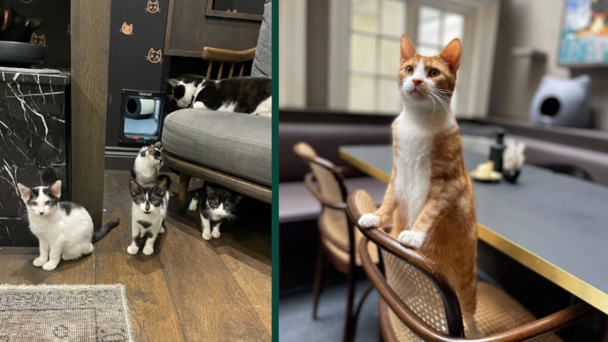 cat cafe 1