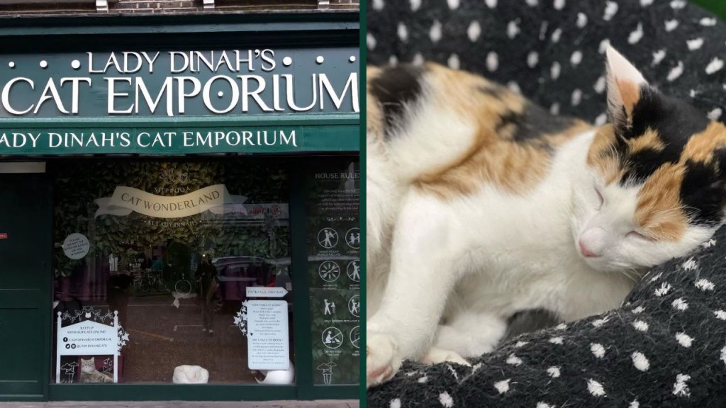 5 Best Cat Cafes in London Purrfect for Cat Lovers