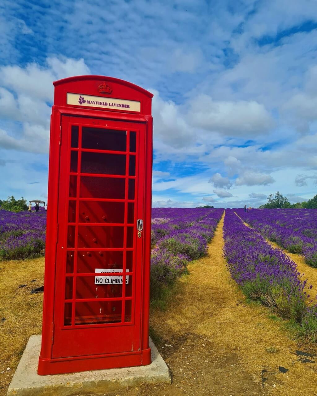 Mayfield London Lavender Farm
