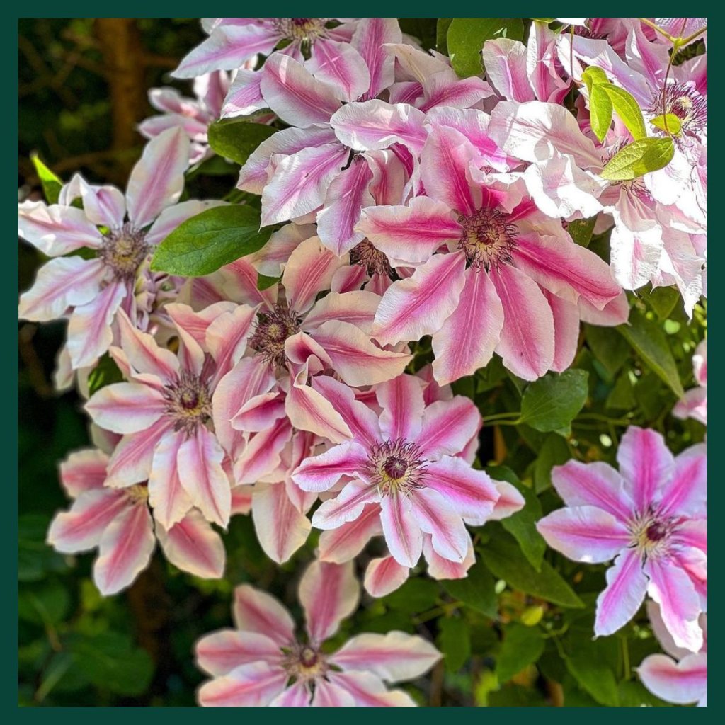 Hampton Court Palace Garden Festival