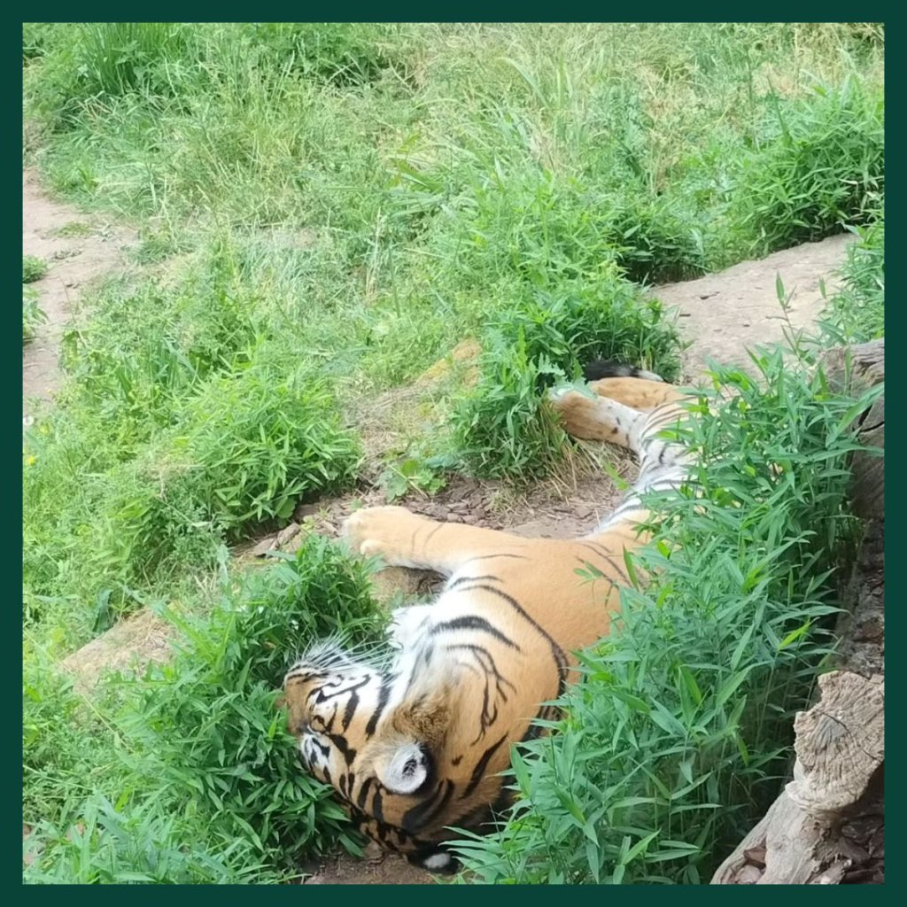 London Zoo – Explore the Wonders of London Zoo 1
