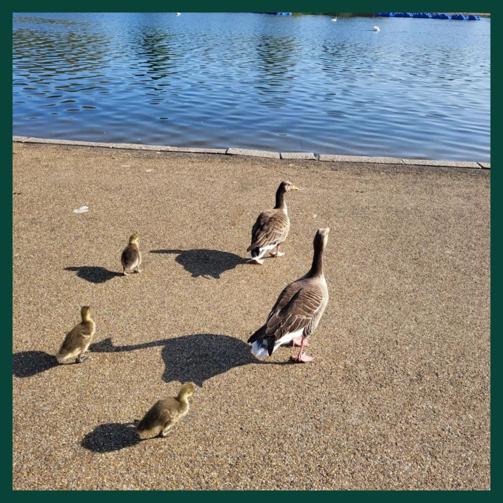 Serpentine Lido 1