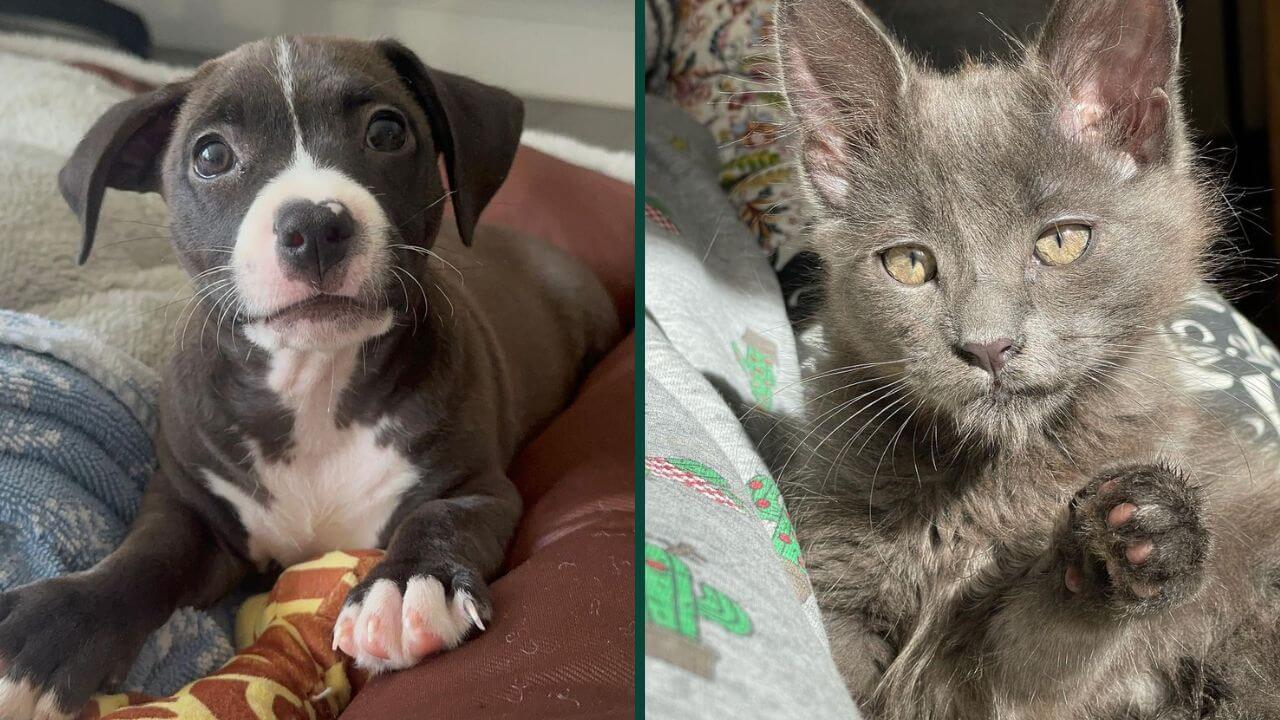 Animal Shelters in London Near Me