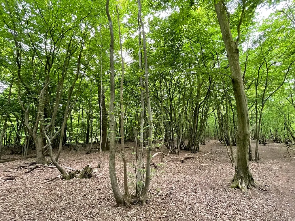 Mad Bess' Woods Campsite