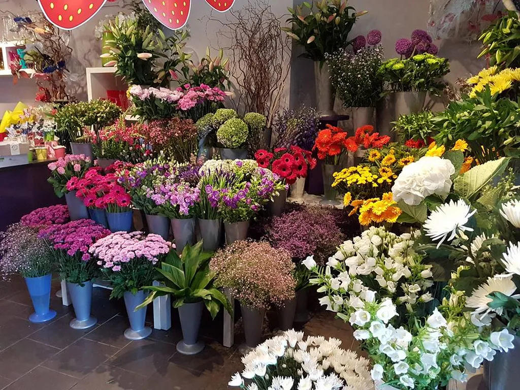 Allium LTD