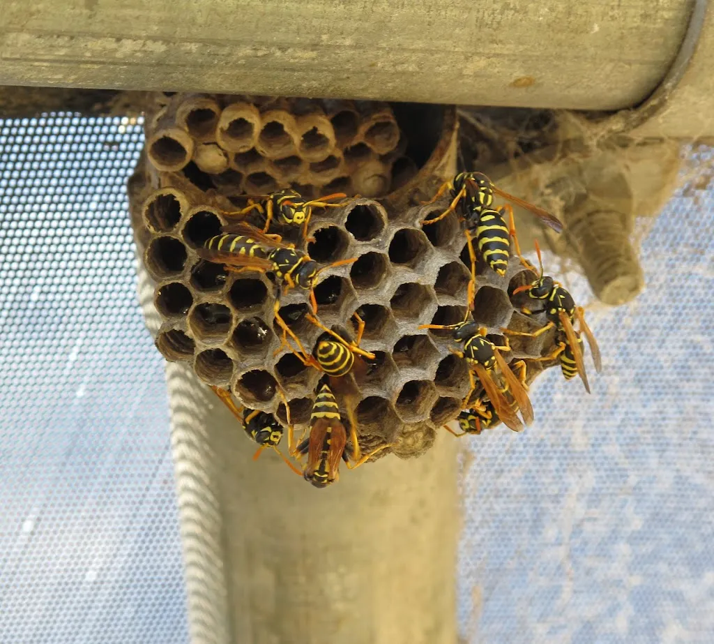 Elite Force Pest Control