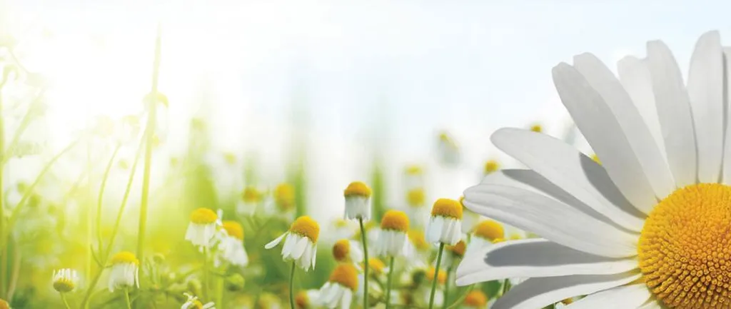 Golden Leaves Funeral Plans