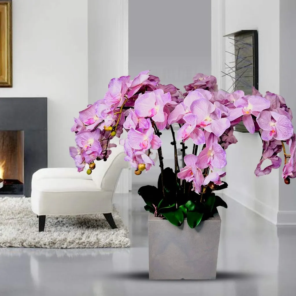 Imperial Orchid