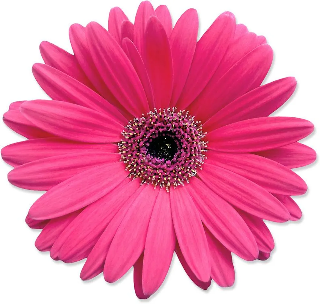 Linda Martin Flowers