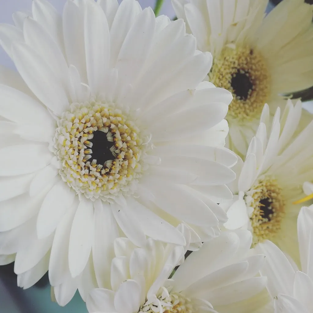 Tinkerbells Florist