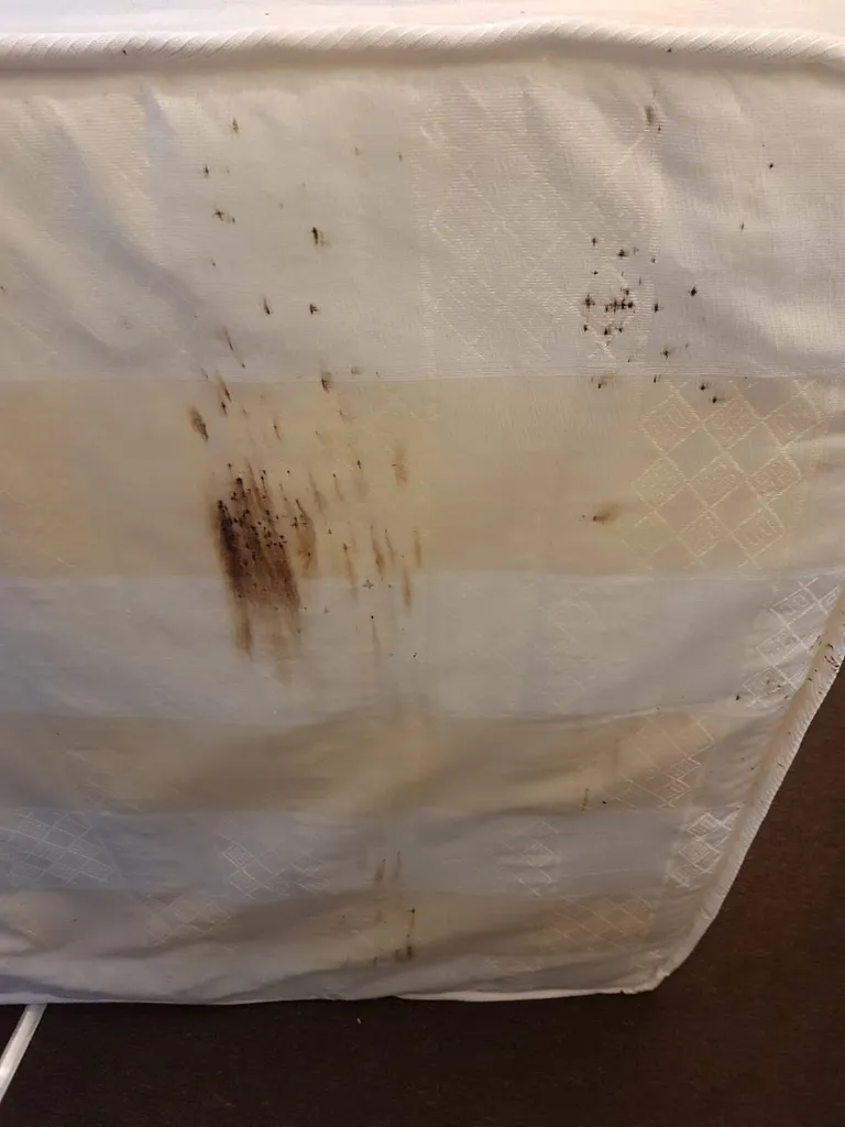 London Pest Masters | Pest Control Service London | Cockroach | Bedbug | Fleas | Mice | Insect London