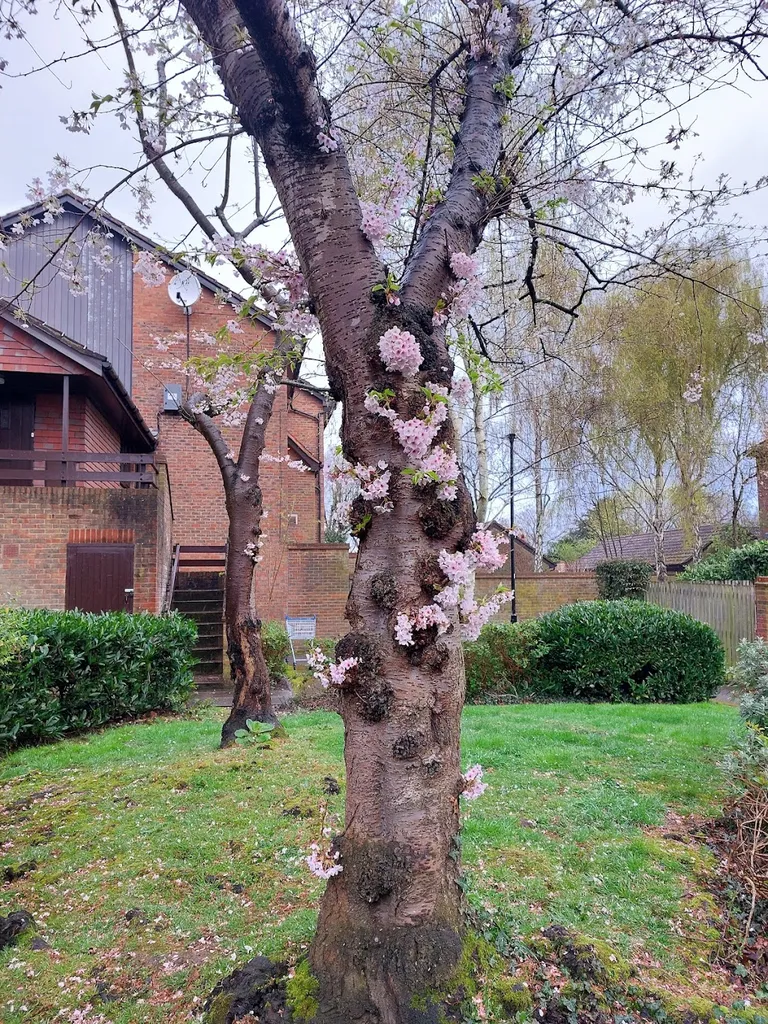 Osterley Library