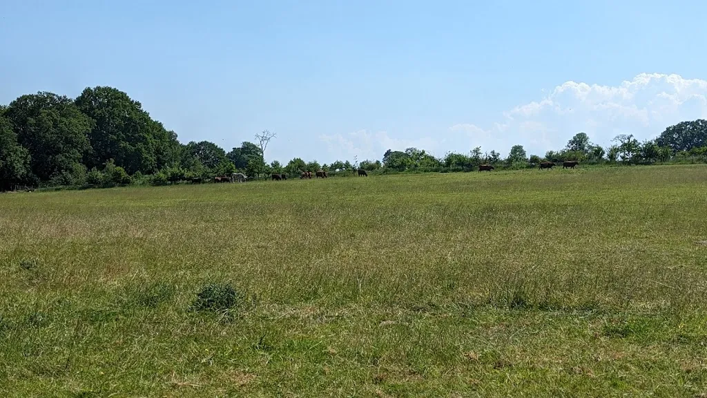 Archers Wood