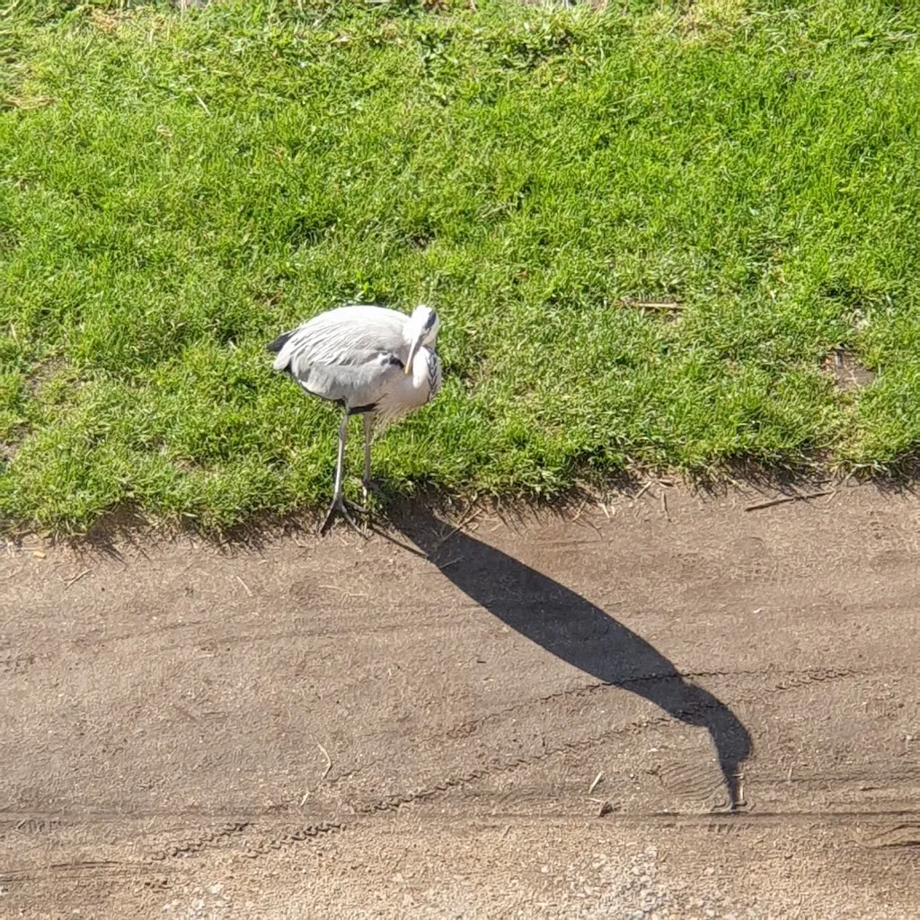 Armadale Green