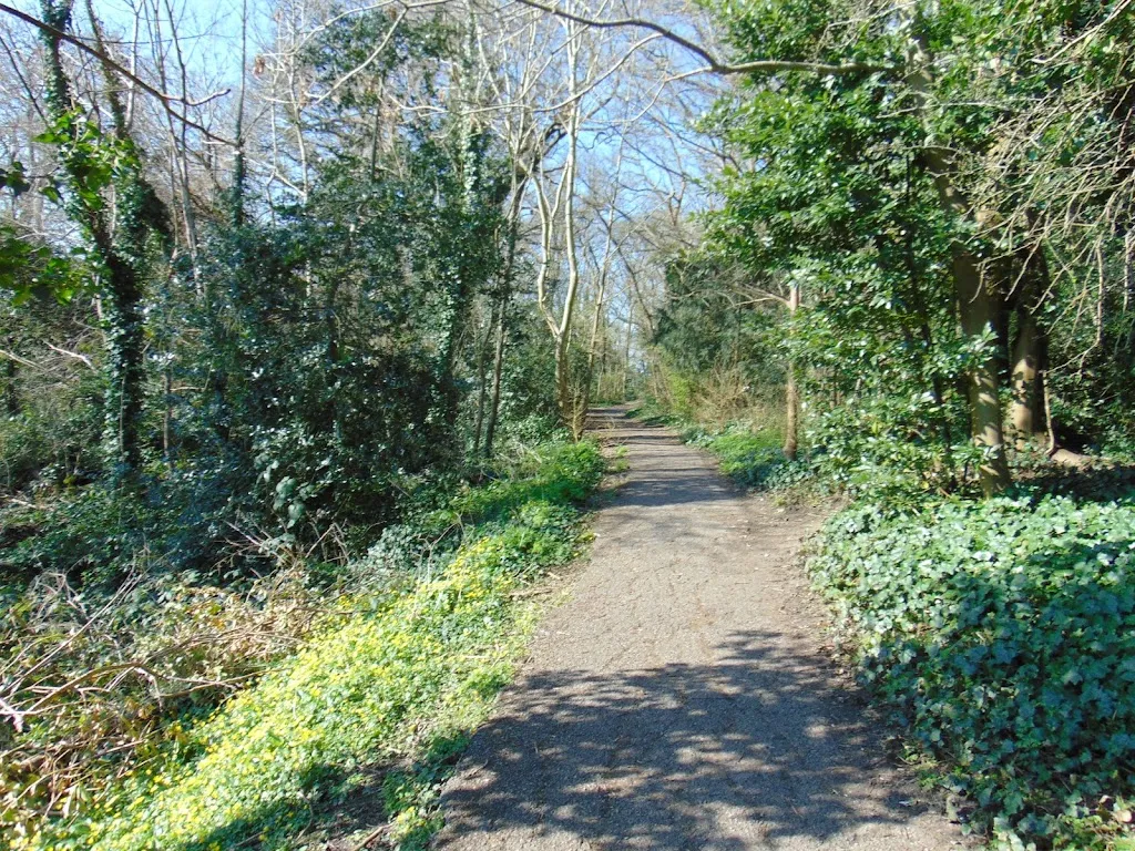 Biggin Woods