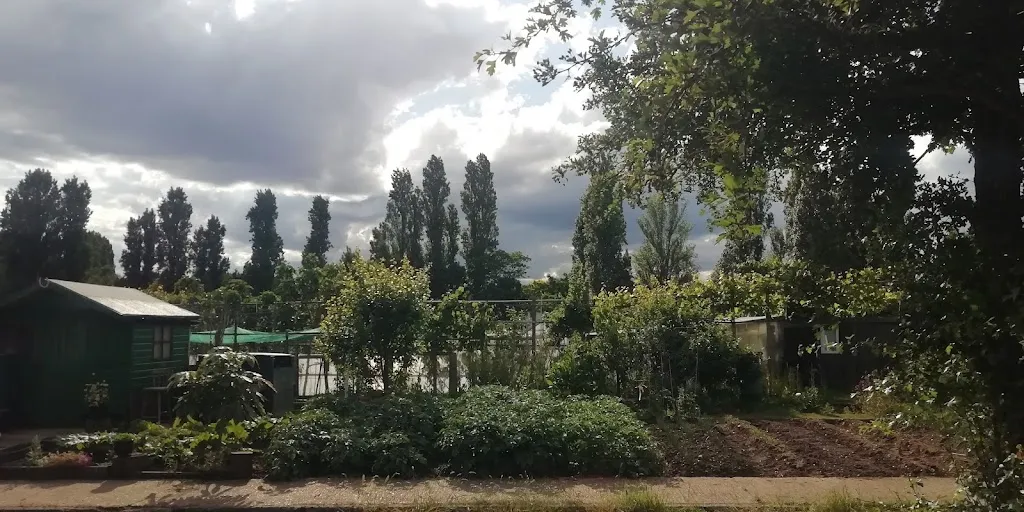 Birchen Grove allotment