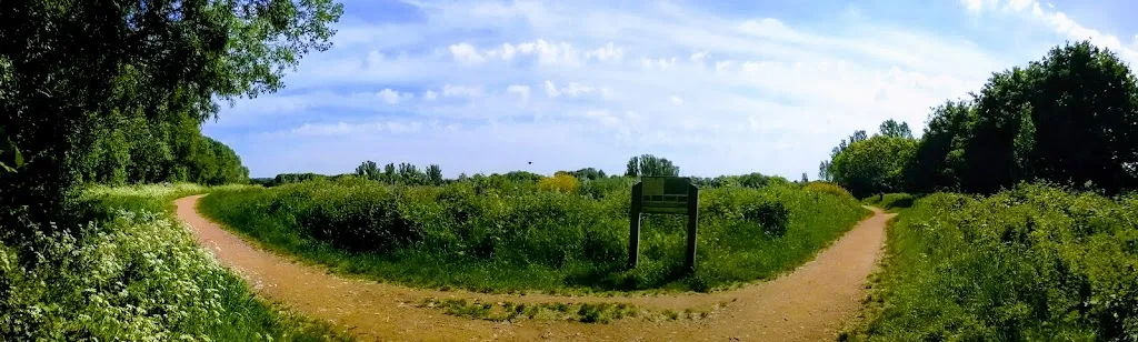 Bittern's Field