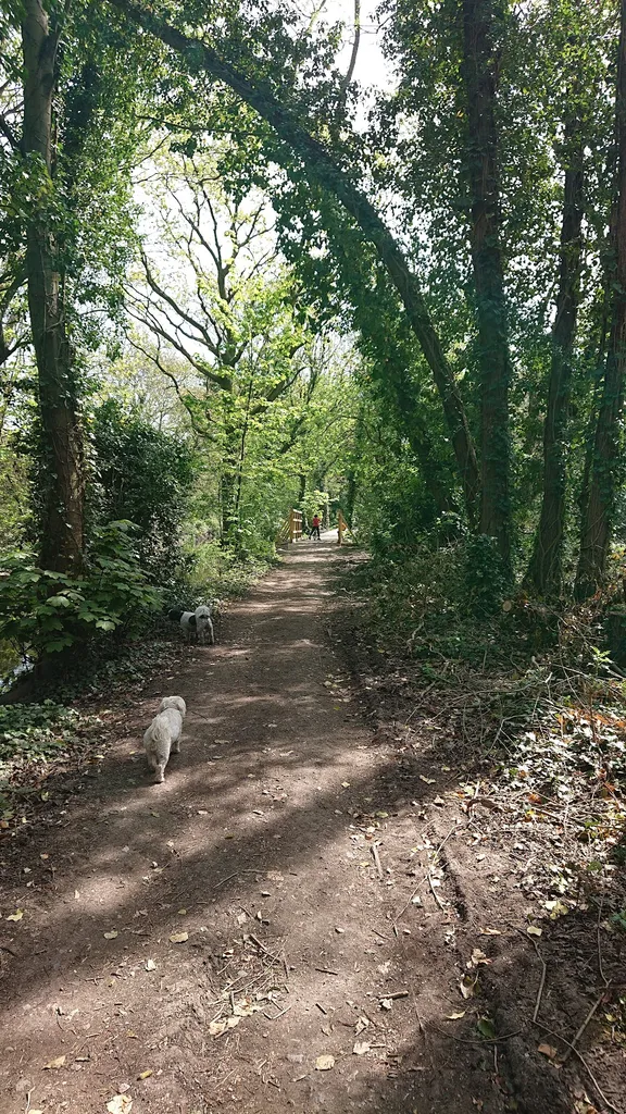Brazil Mill Woods
