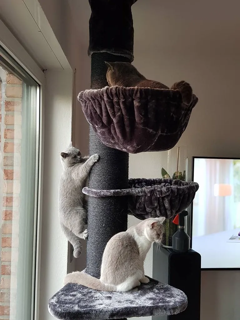 Cat Tree UK - The UK's Leading Cat Tree Retailer