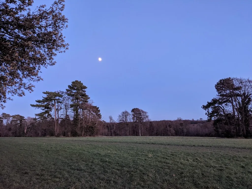 Churchfield Wood (High Elms)