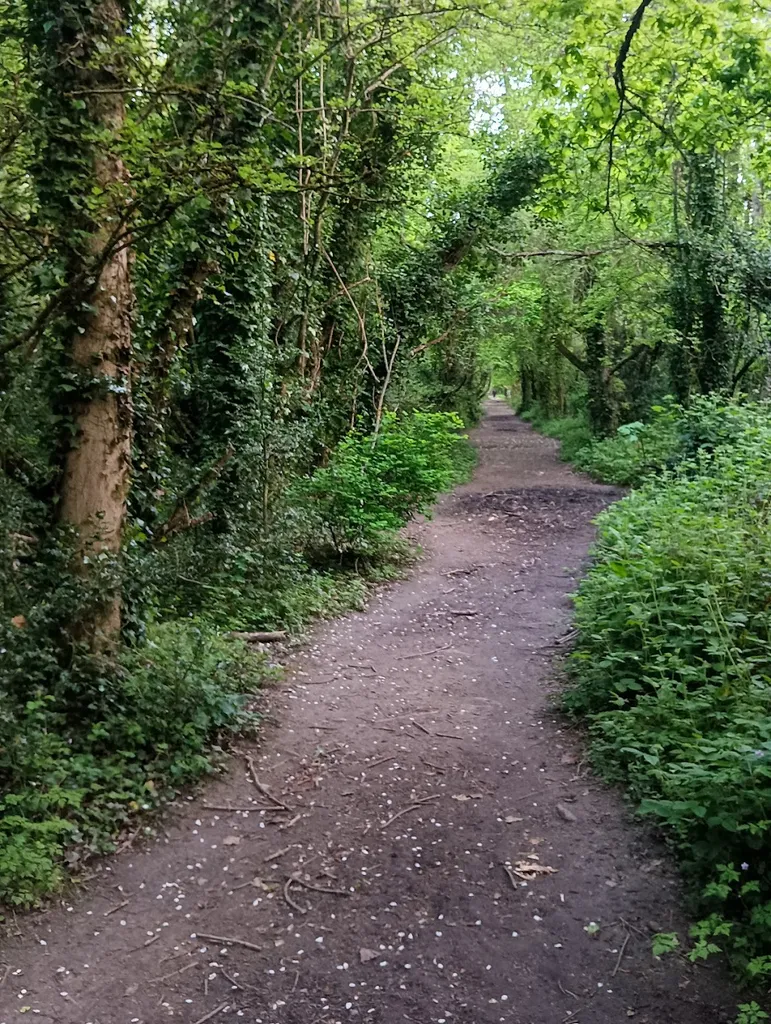 Crofton Woods - Circular walk
