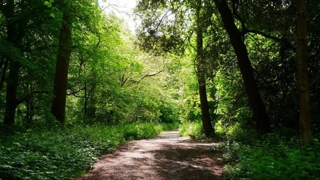 Cuckoo Wood (High Elms)