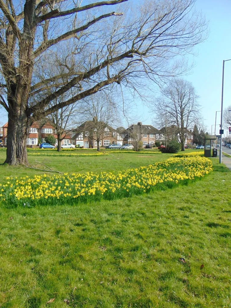 Daffodil Green