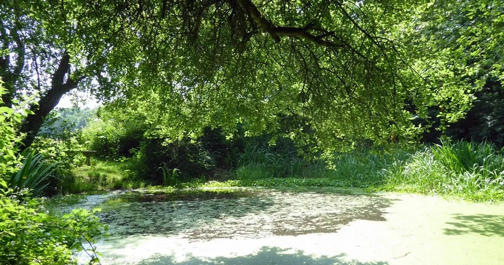 Ditches Lane Pond
